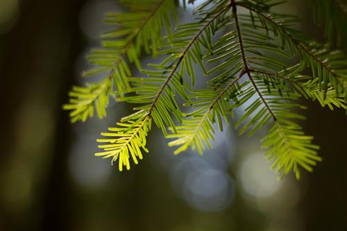 Light behind a pine branch 